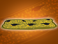 Play Save The Seeds From The Crow - Free Online Escape Game