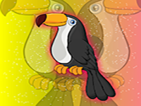 Release The Toco Toucan